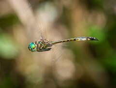 Hemicordulia continentalis