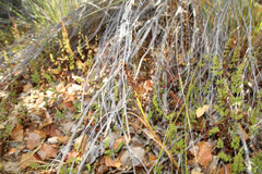 Microtis eremaea