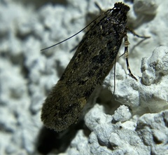 Chionodes dammersi