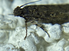 Chionodes dammersi