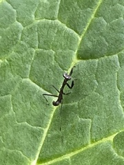 Pseudomantis albofimbriata