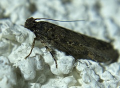 Chionodes dammersi