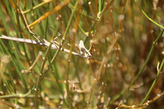 Archimantis quinquelobata