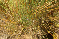 Archimantis quinquelobata