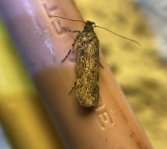 Chionodes dammersi