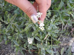 Heliotropium curassavicum