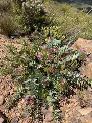 Protea amplexicaulis