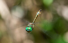 Hemicordulia continentalis