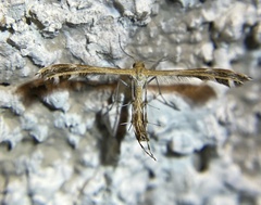 Oxyptilini