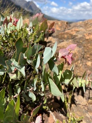 Protea amplexicaulis