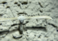 Hellinsia homodactylus