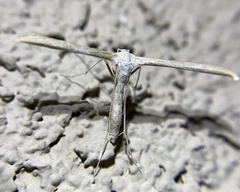 Hellinsia homodactylus
