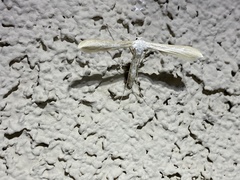 Hellinsia homodactylus