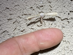 Hellinsia homodactylus