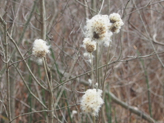 Anemone virginiana