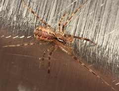 Pityohyphantes subarcticus