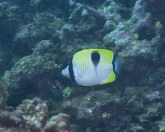 Chaetodon unimaculatus