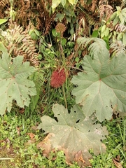 Gunnera