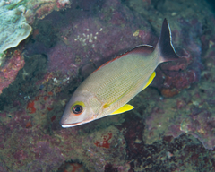 Lutjanus fulvus