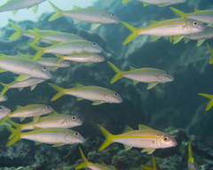 Mulloidichthys vanicolensis