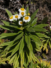 Darwiniothamnus lancifolius