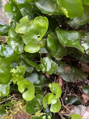 Hymenophyllum nephrophyllum