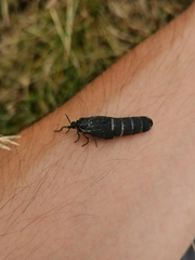 Pharmacis pyrenaicus