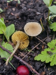 Tubaria dispersa