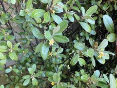 Corokia