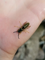 Dolichovespula saxonica