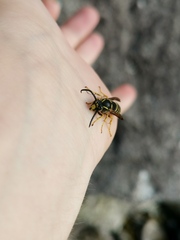 Dolichovespula saxonica