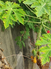 Calliandra tergemina emarginata