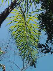 Bactris