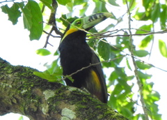 Selenidera maculirostris