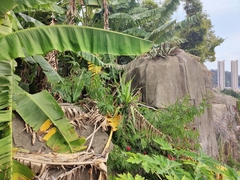 Calliandra tergemina emarginata