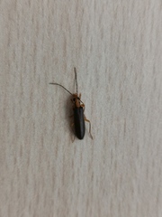 Nacerdes carniolica