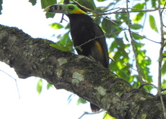 Selenidera maculirostris