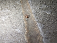 Ostearius melanopygius