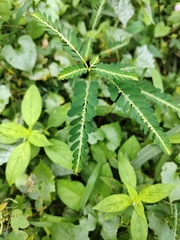 Phyllanthus urinaria