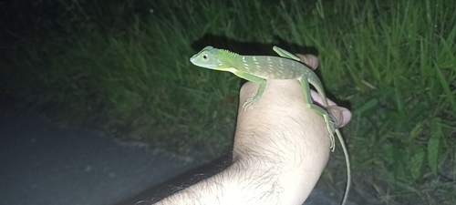 Bronchocela cristatella