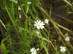 Stellaria pungens