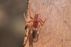 Clubiona cycladata