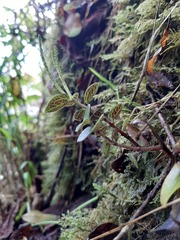 Peperomia remyi