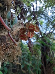 Peperomia remyi