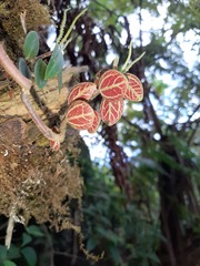 Peperomia remyi