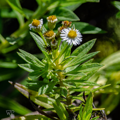 Darwiniothamnus lancifolius