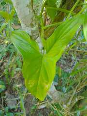 Syngonium