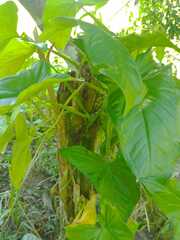 Syngonium