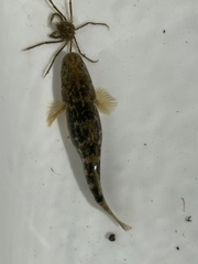 Gillichthys mirabilis