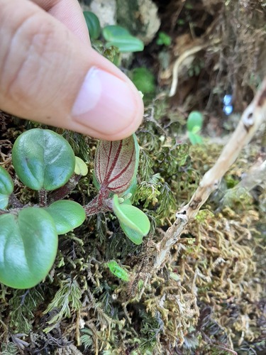 Peperomia ellipticibacca observed 2020-04-12